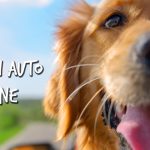 Come viaggiare in auto con il cane