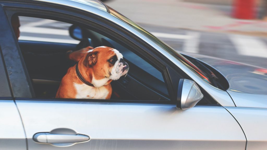 come portare un cane in macchina