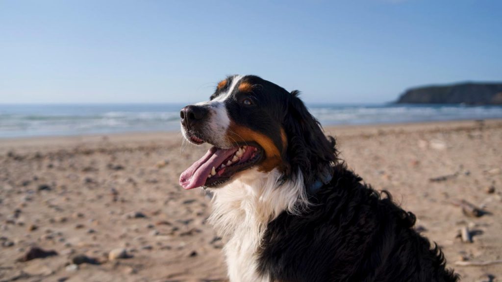 spiagge siciliane dog friendly