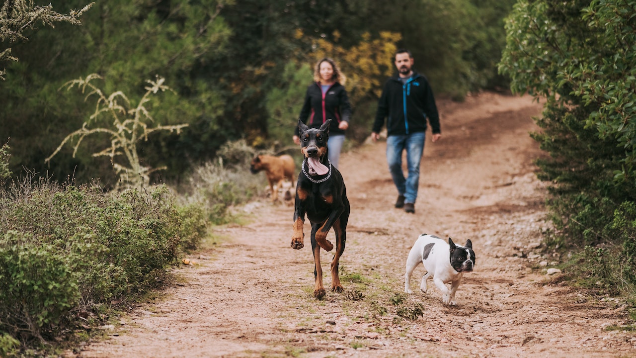 dogsrepublic centro cinofilo e pensione per cani